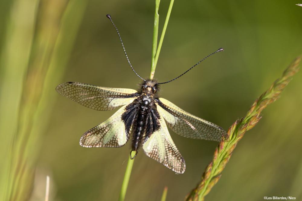 Ascalaphe soufré