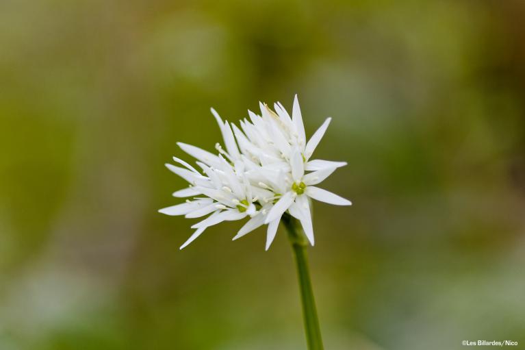 fleur ail des ours