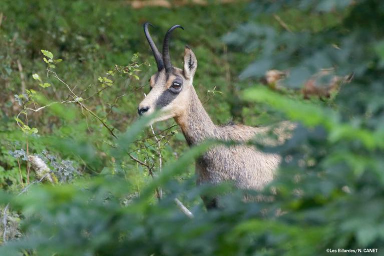 Faune et flore