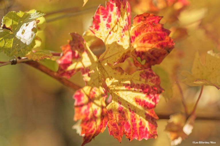 Feuille de vigne en automne