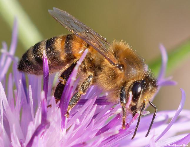 Abeille au boulot