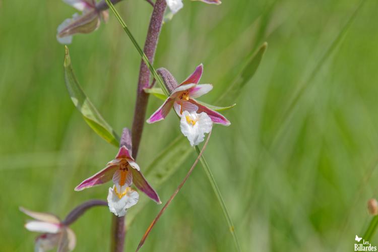 Epipactis des marais