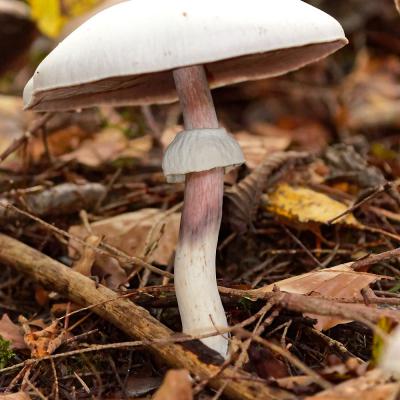 Agaric des bois