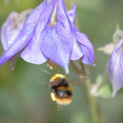 Bourdon en vol en approche d'une fleur d'ancolie