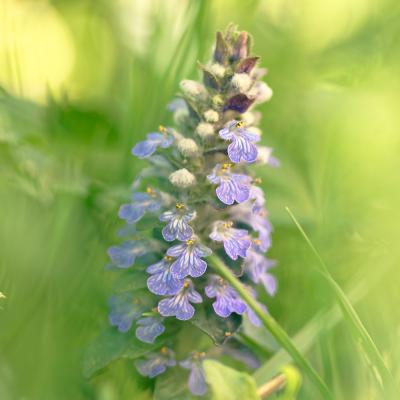 Bugle rampante