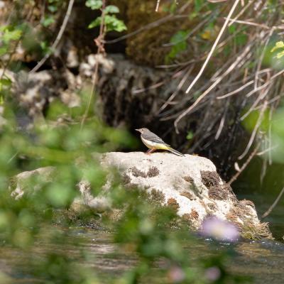 Bergeronnette des ruisseaux