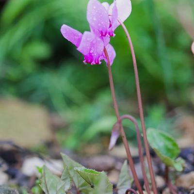 Cyclamen après la pluie