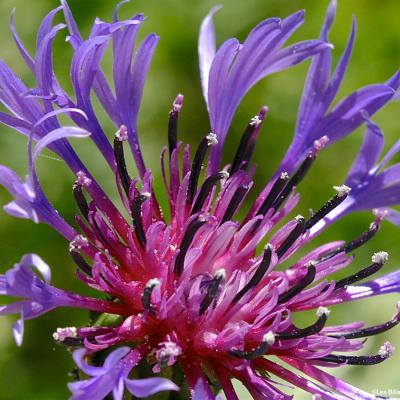 Centaurée bleuet