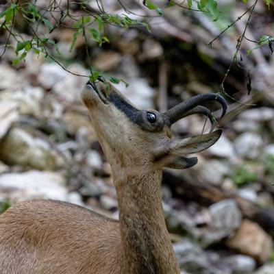 Chamois