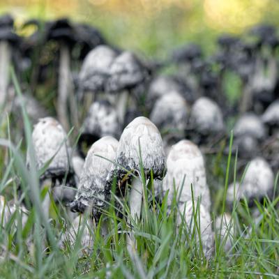 Champignon - Coprin