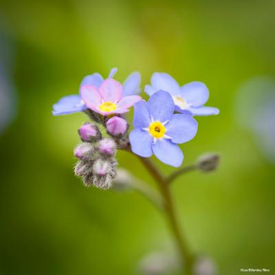 Myosotis