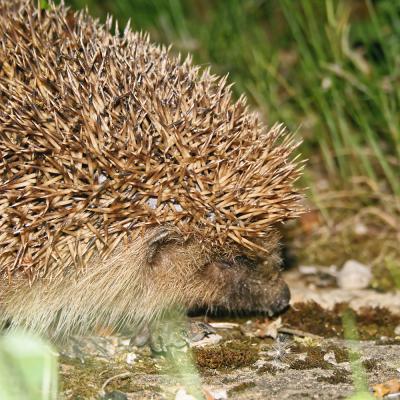 Hérisson