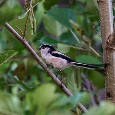 Mésange à longue queue