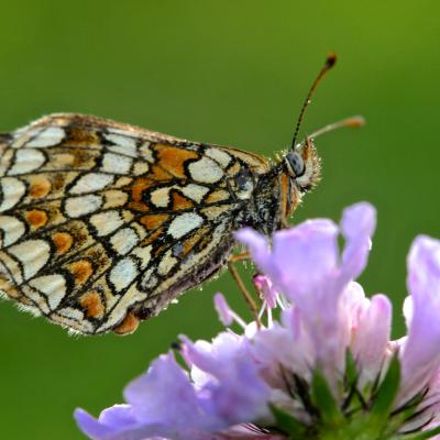 Papillon