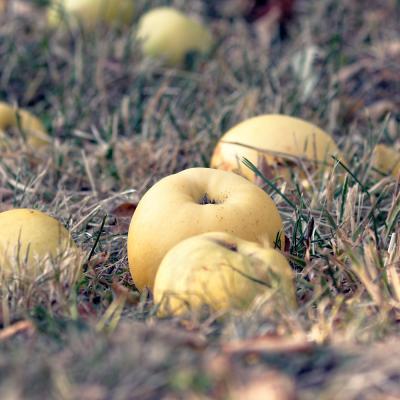Pommes Transparente de Croncel