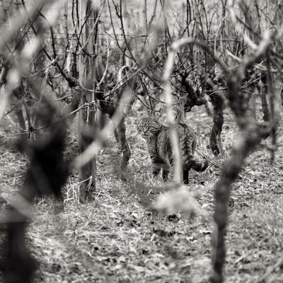 Le chat dans la vigne