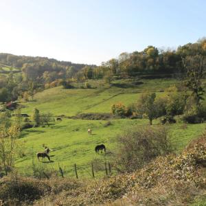 Gizia - Chevaux dans la vallée