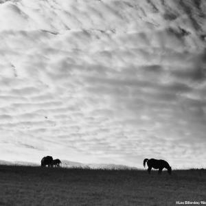 Gizia - chevaux comtois