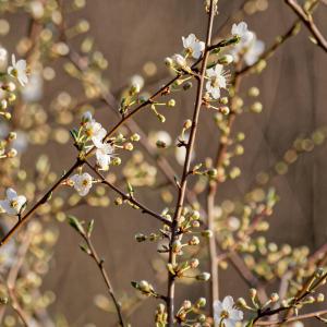 Pruneliers en fleurs