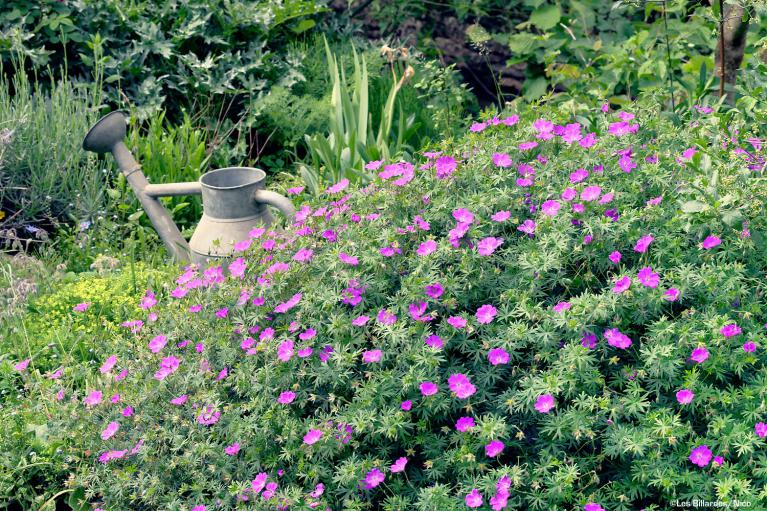 Massif de fleurs