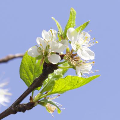 fleurs de prunier